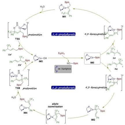 [Angew.Chem.Int.Ed]铜催化实现CF3-1,3二烯的硼化质子化反应